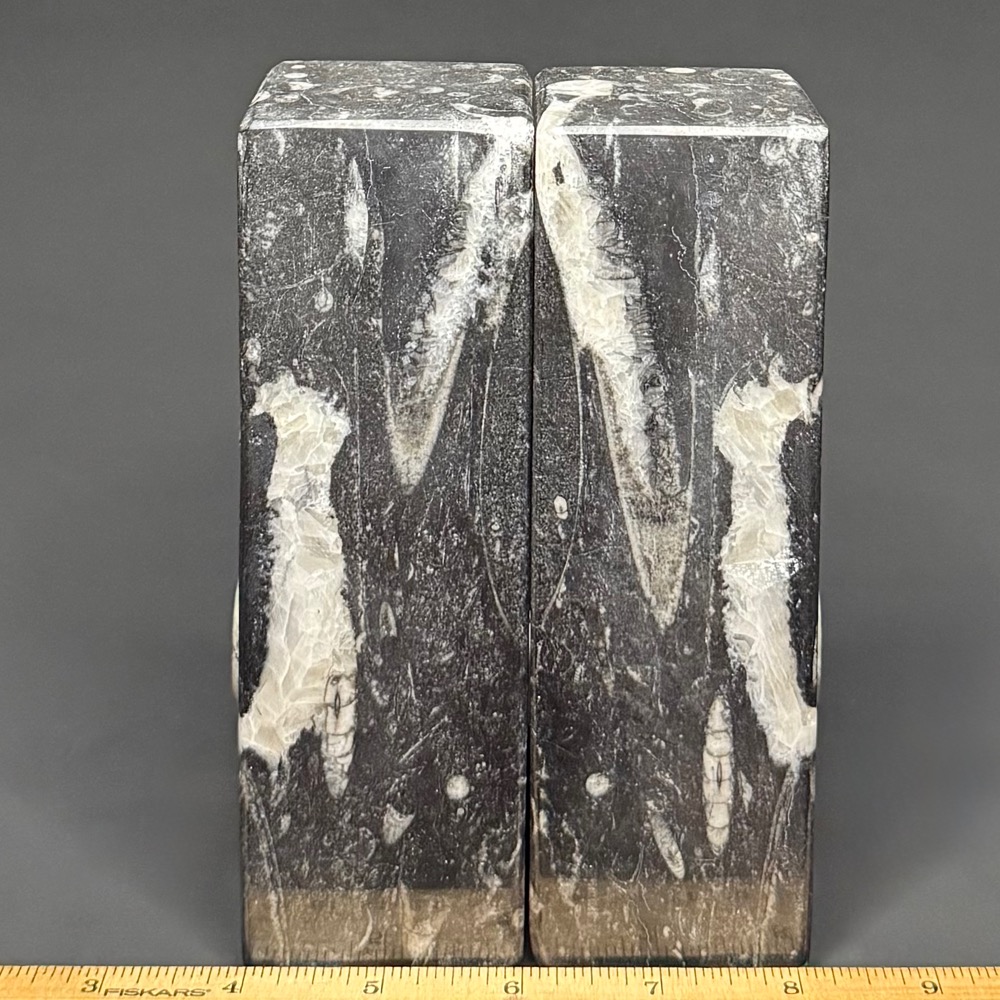 BK403 Geisonoceras Bookends - Image 3