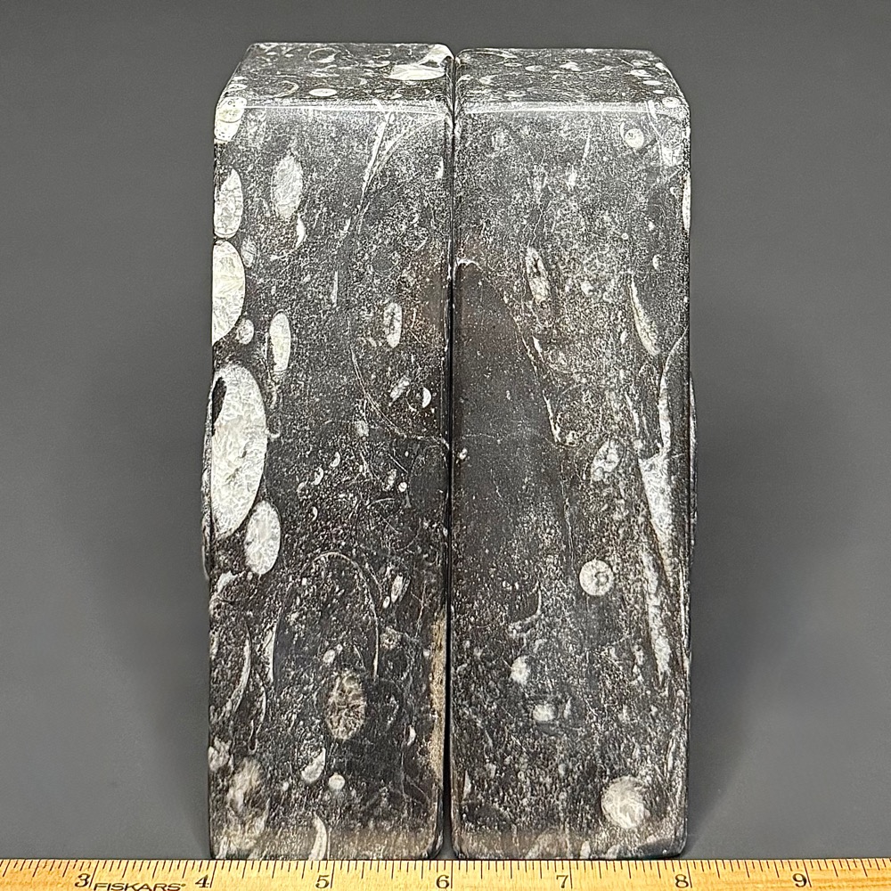 BK403 Geisonoceras Bookends