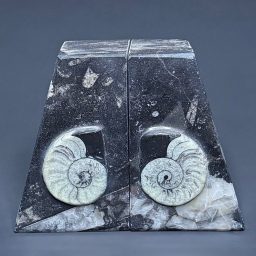 BK812 Geisonoceras Bookends
