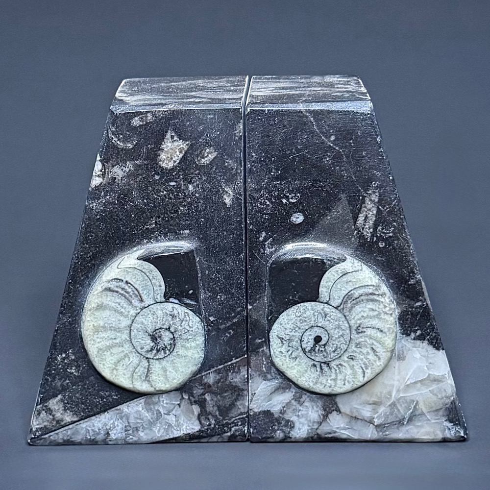 BK812 Geisonoceras Bookends