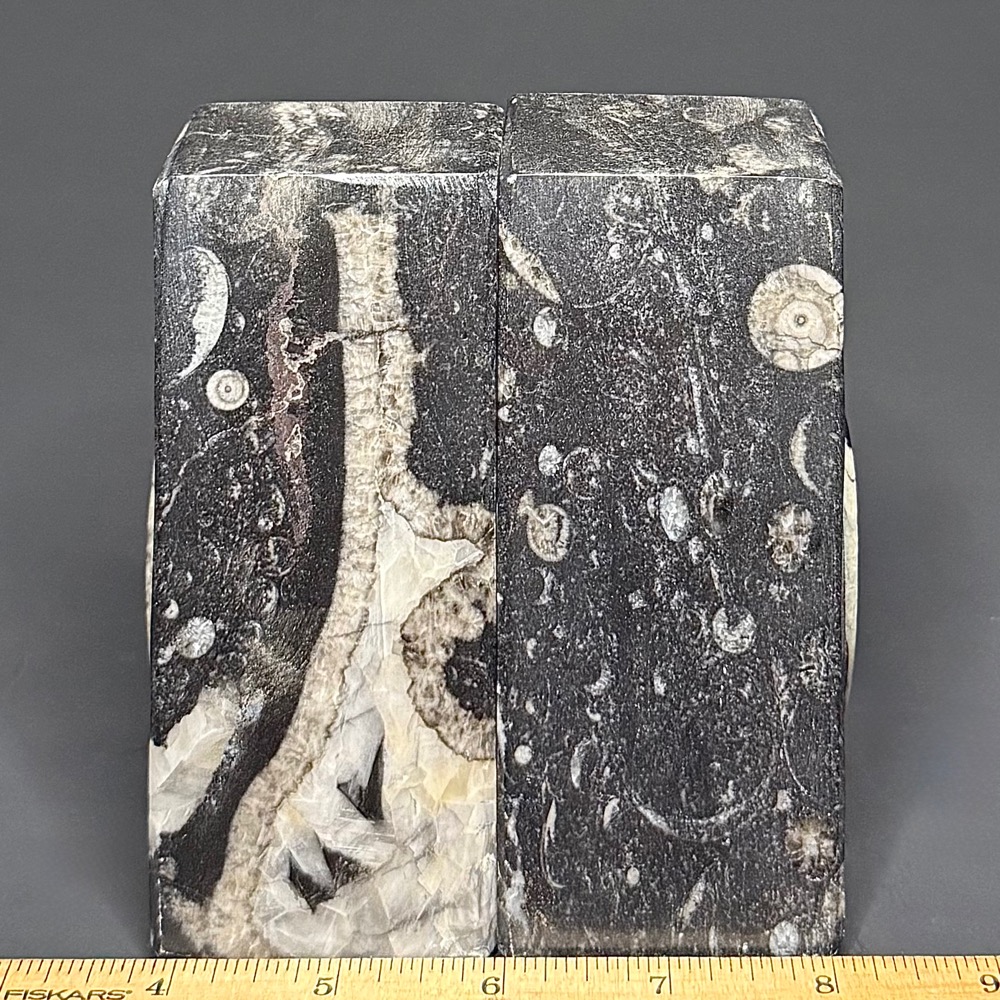 BK812 Geisonoceras Bookends - Image 3