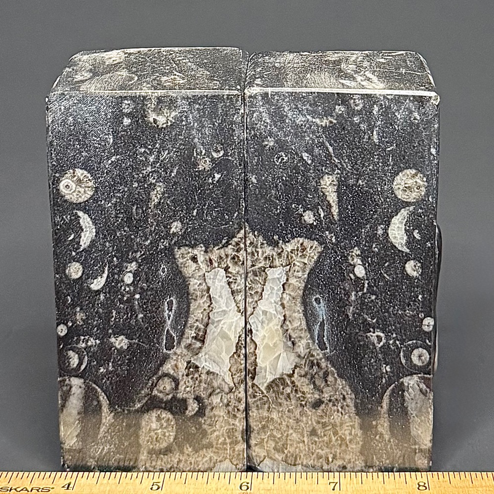 BK812 Geisonoceras Bookends