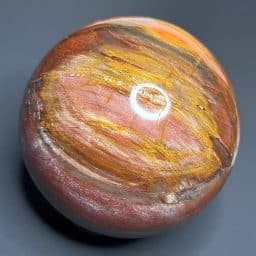 SP505 Petrified Wood