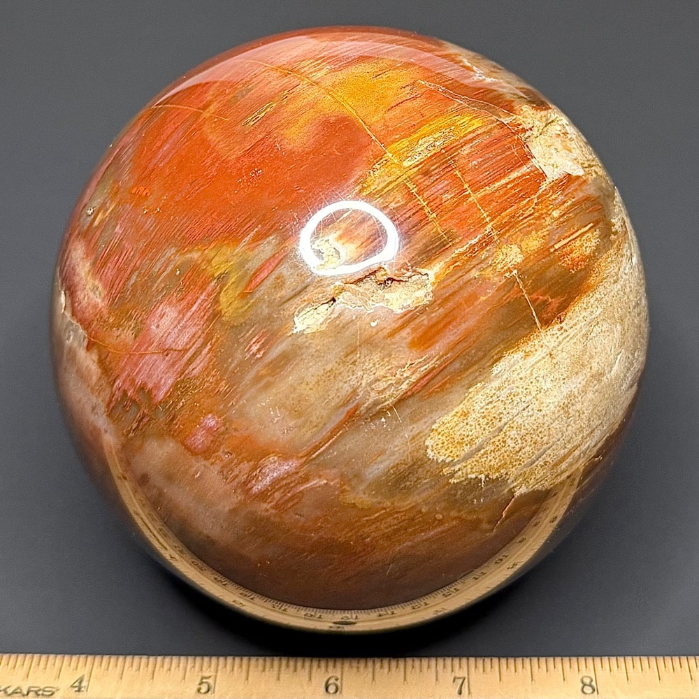 SP505 Petrified Wood - Image 2