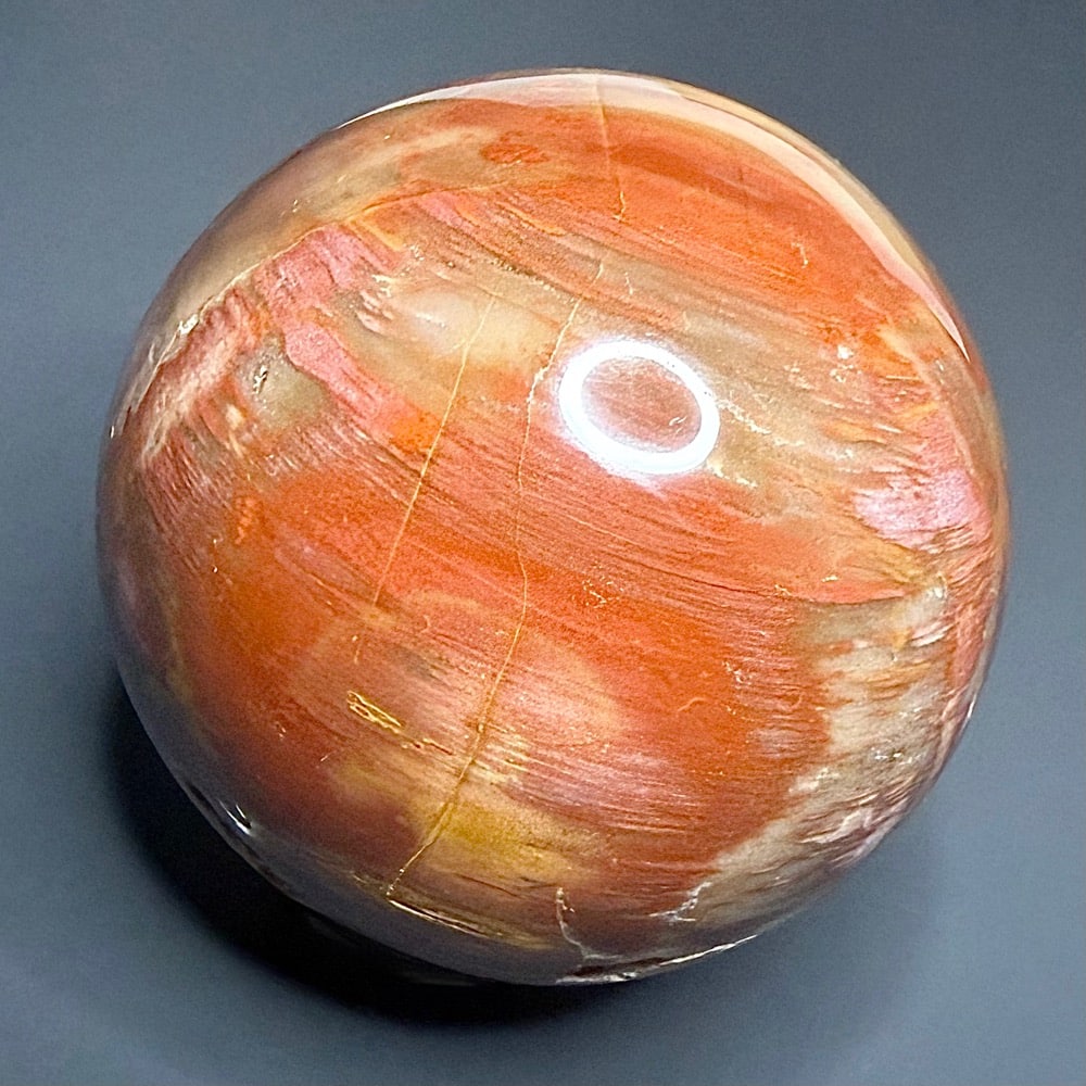 SP505 Petrified Wood - Image 3