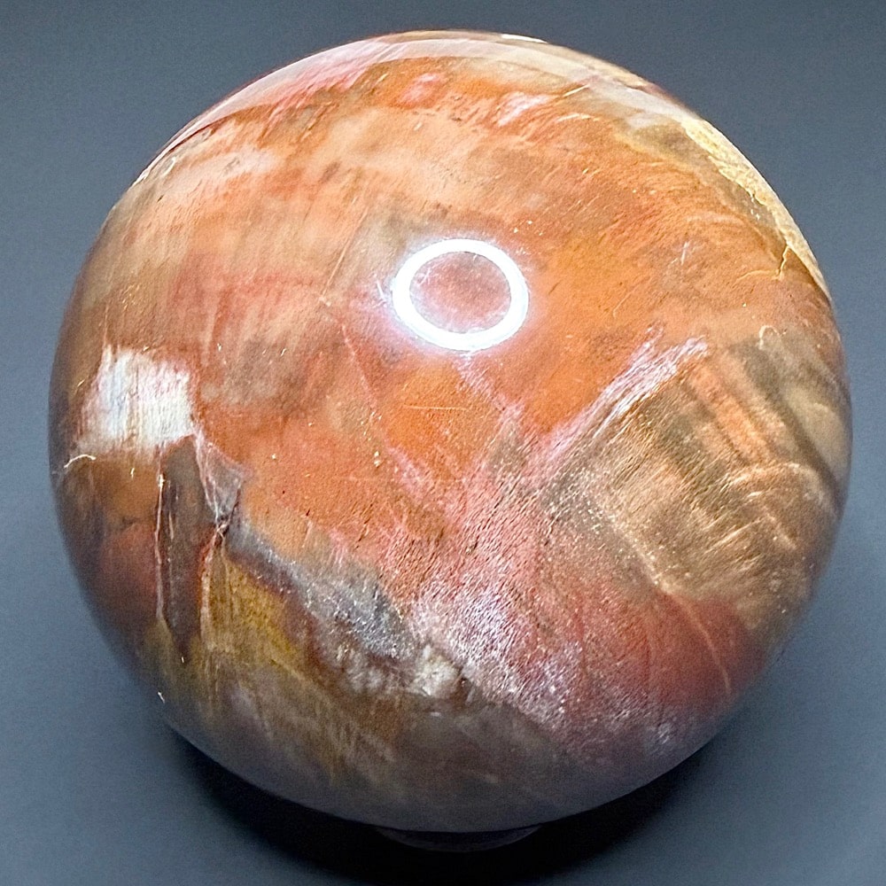 SP505 Petrified Wood - Image 4