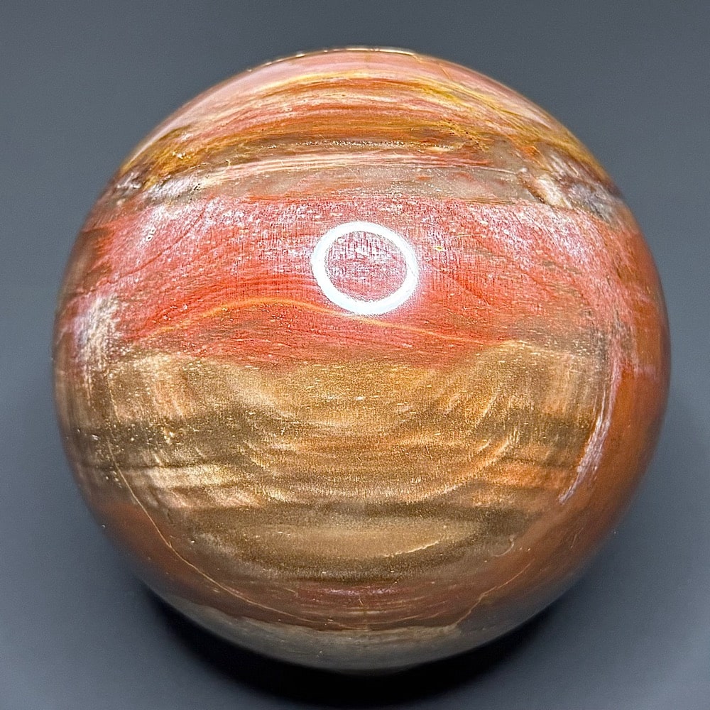 SP505 Petrified Wood
