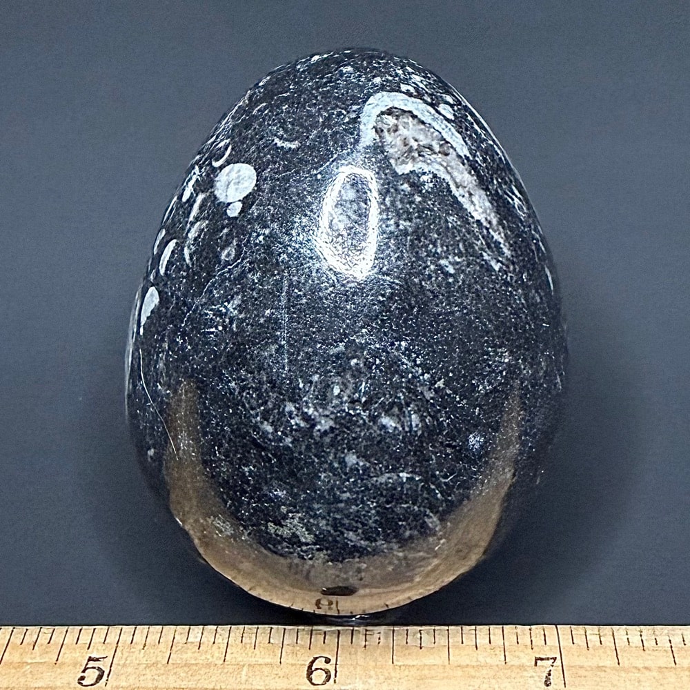 EGG601 Orthoceras - Image 2