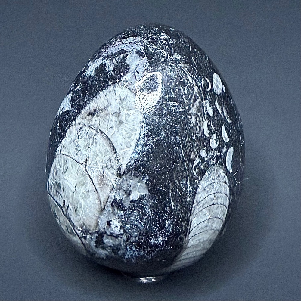 EGG601 Orthoceras - Image 3
