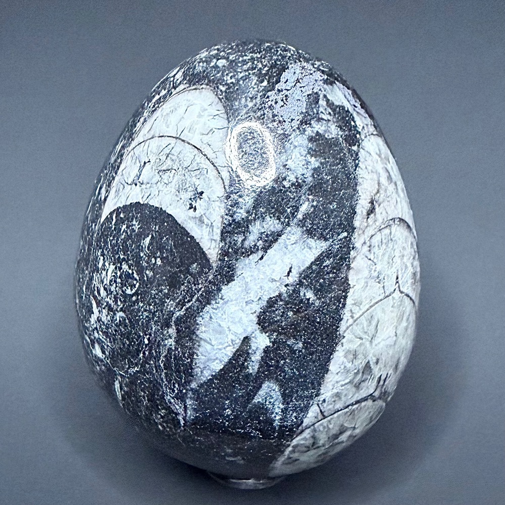 EGG601 Orthoceras - Image 5