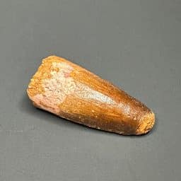 FO702 Spinosaurus Fossil Tooth