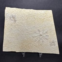 FO511 Free Floating Crinoid