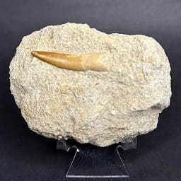 FO703 Plesiosaurus Tooth