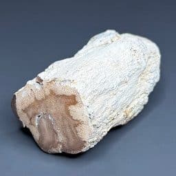 PW104 Eden Valley Wyoming Petrified Wood