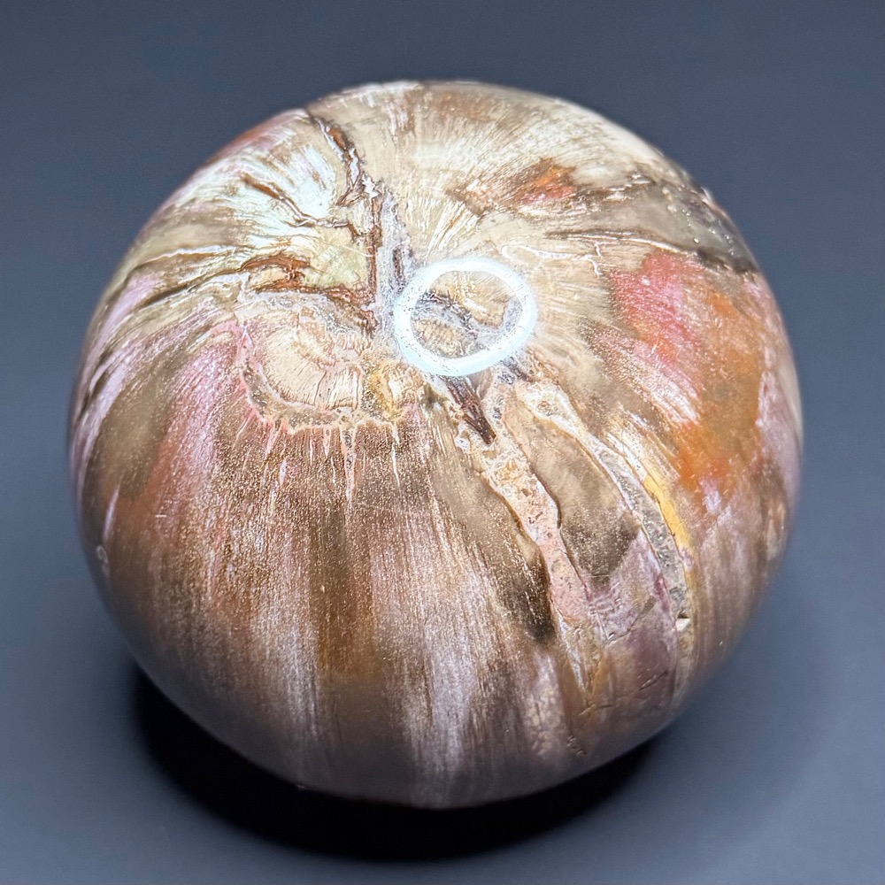 SP111 Petrified Wood