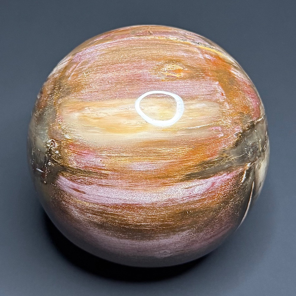 SP111 Petrified Wood - Image 5