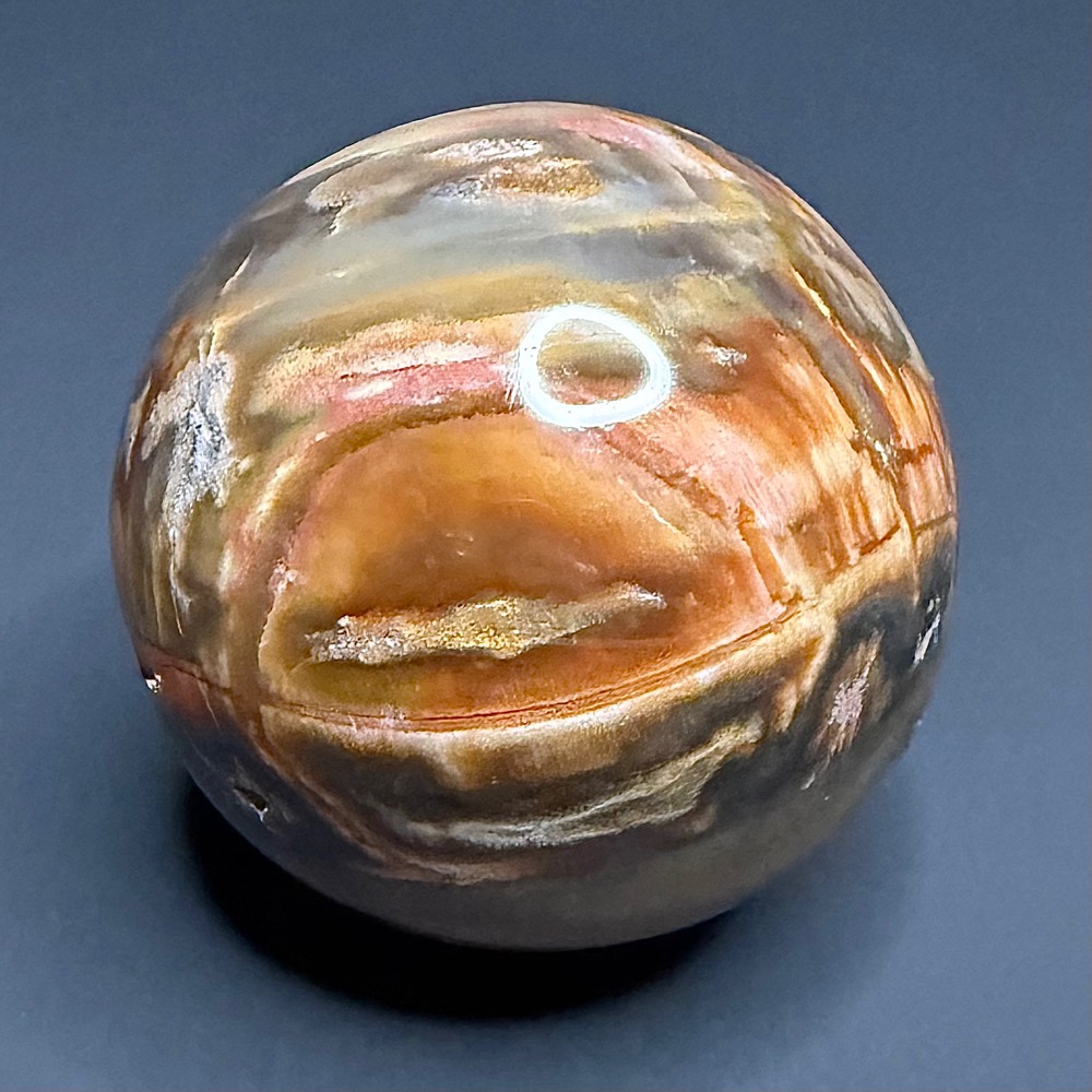 SP505 Petrified Wood