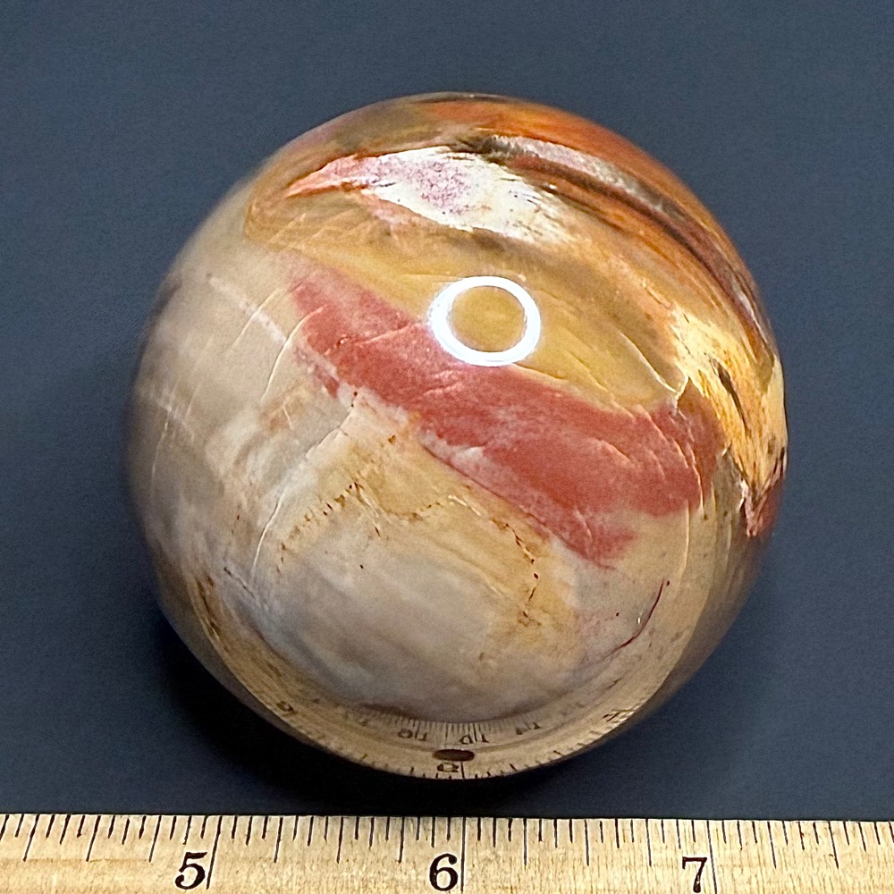 SP505 Petrified Wood - Image 2