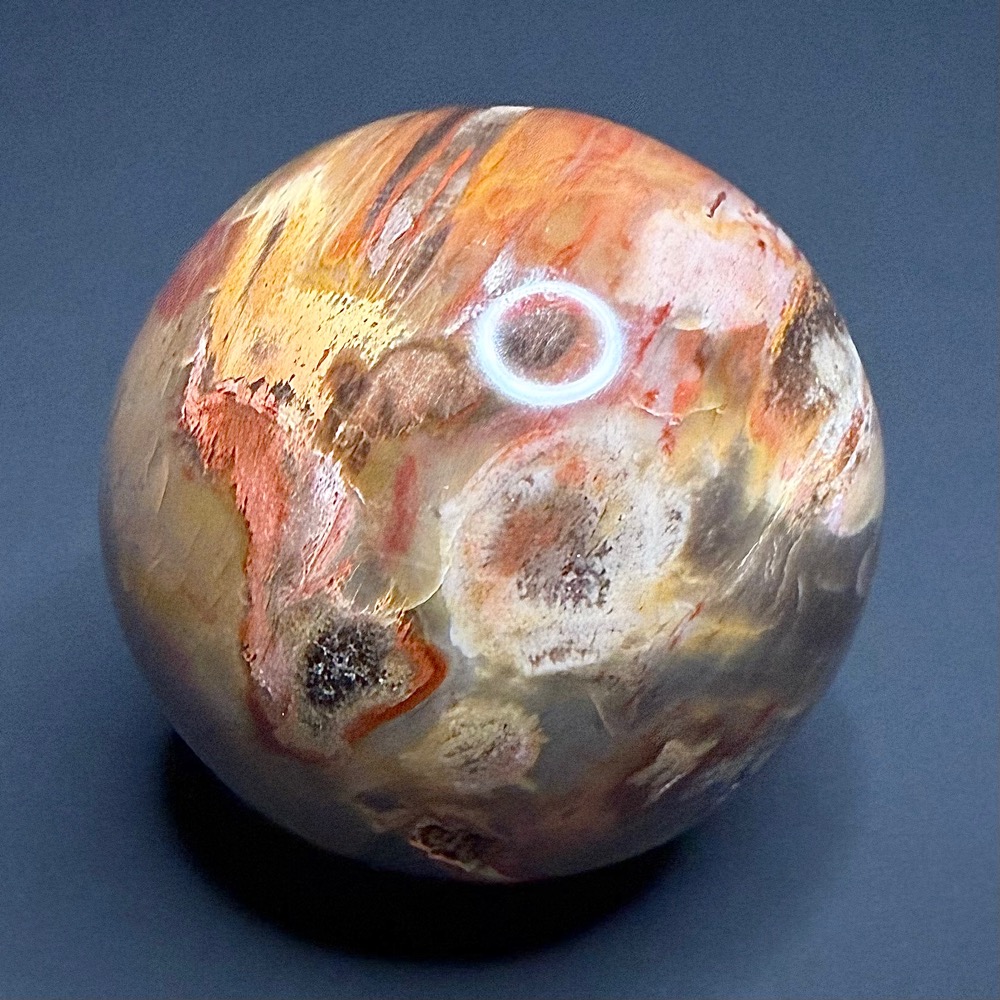 SP505 Petrified Wood - Image 3