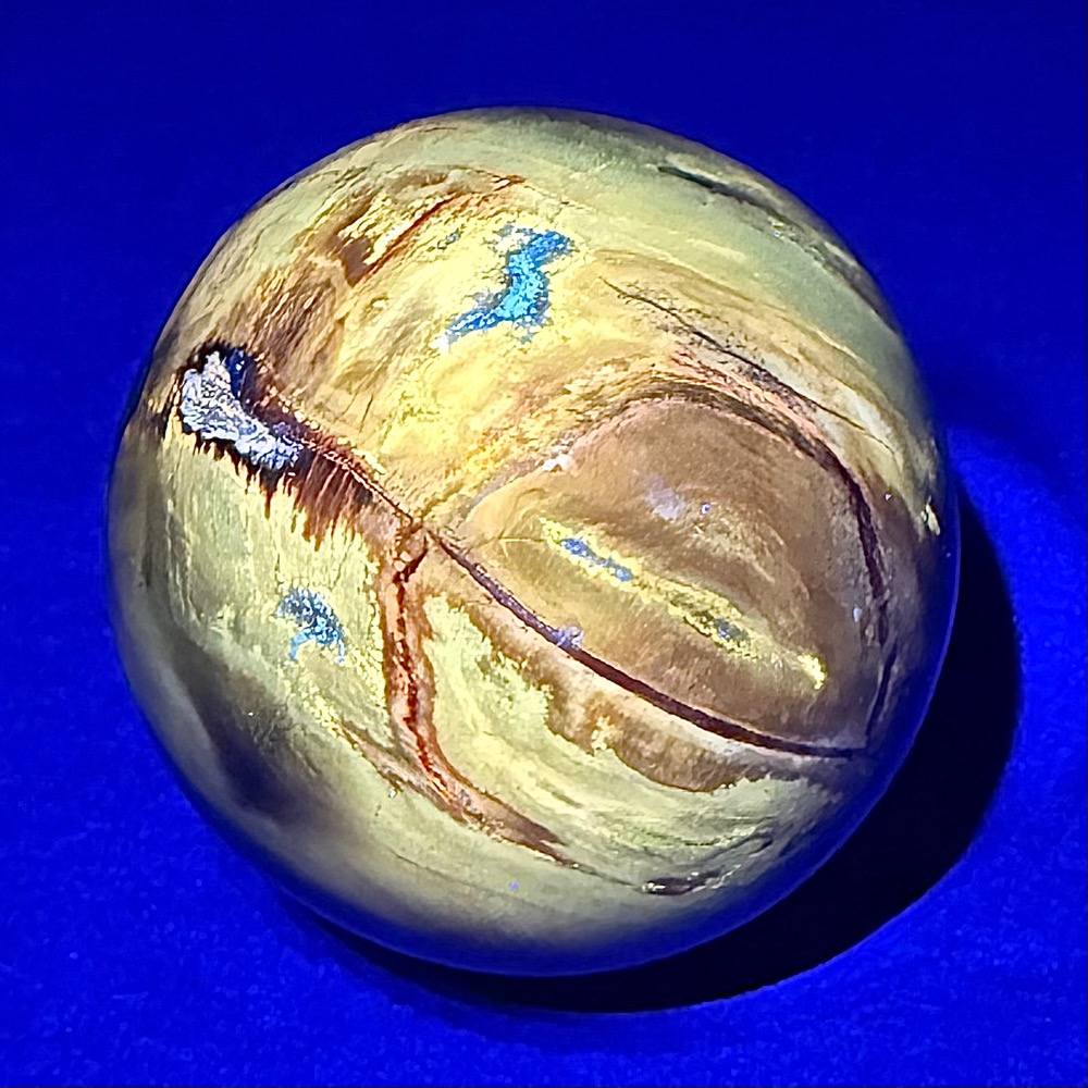 SP505 Petrified Wood