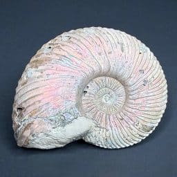 FO106 Pyritized Ammonite