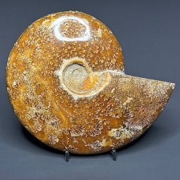 FO162 Ammonite