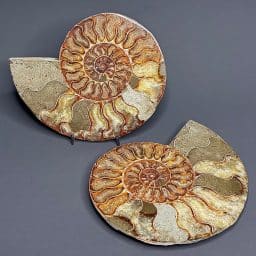 FO208 Ammonite Set