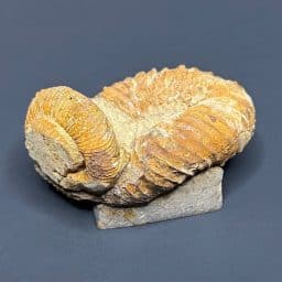 FO403 Heteromorph Ammonite