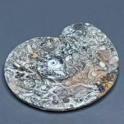 FO615 Fossil Dish