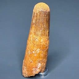 FO705 Spinosaurus Tooth