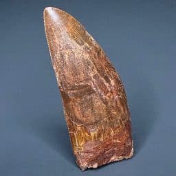 FO808 Carcharodontosaurus Tooth