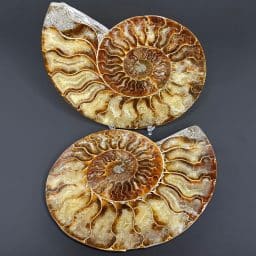 FO154 Ammonite