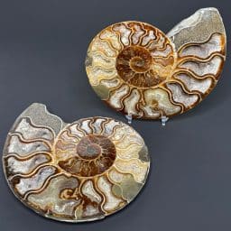 FO158 Ammonite