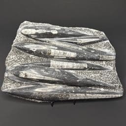 FO309 Orthoceras Plaque