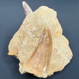 FO705 Pterosaur, Mosasaur, Sand Shark Tooth Matrix