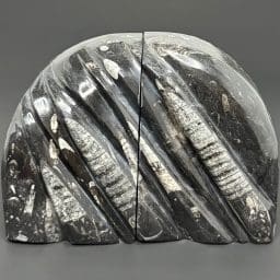 BK100 Orthoceras Bookends