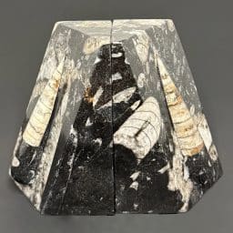 BK209 Orthoceras Bookends