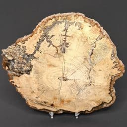 PW303 Madagascar Petrified Wood
