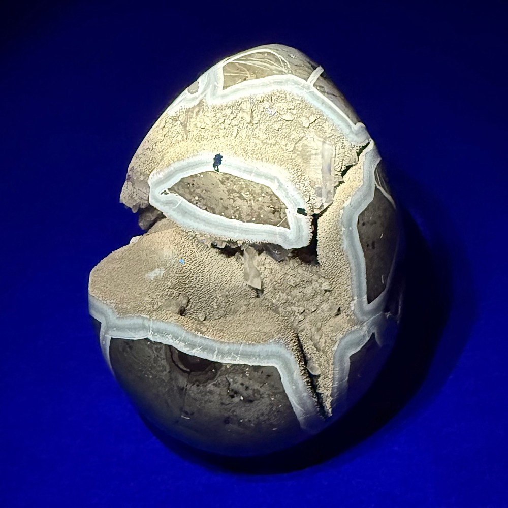 EGG107 Septarian