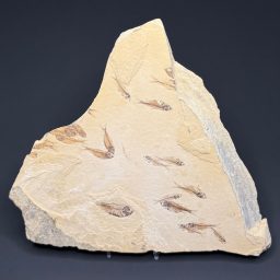 FO202 Knightia Fossilized Fish