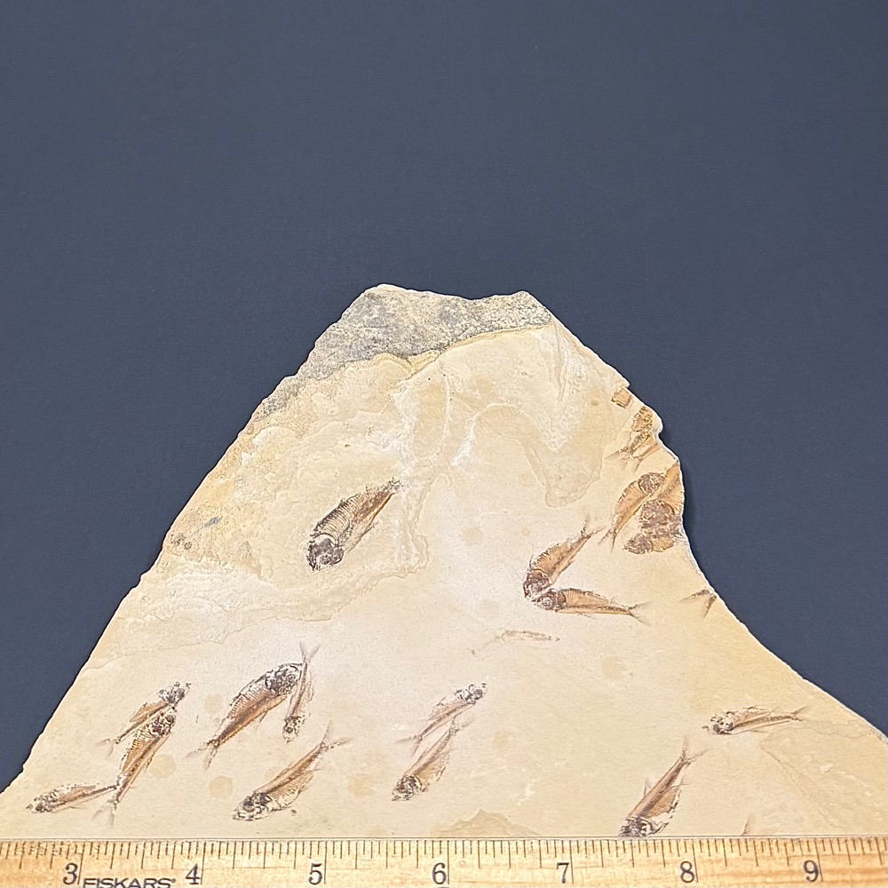 FO202 Knightia Fossilized Fish