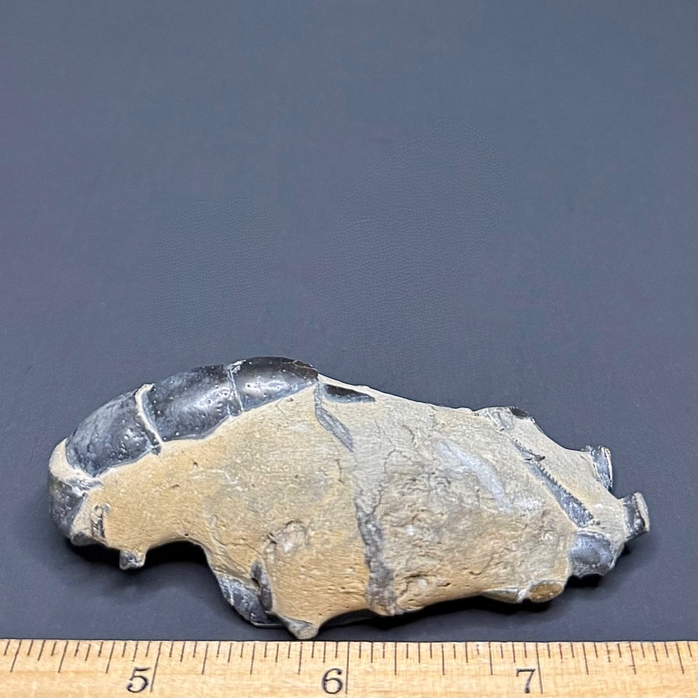 FO115 Fossil Mangrove Lobster - Image 2