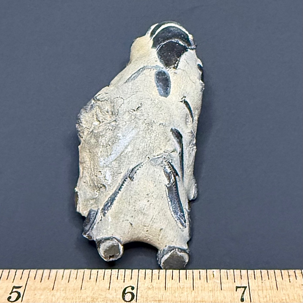 FO115 Fossil Mangrove Lobster - Image 3