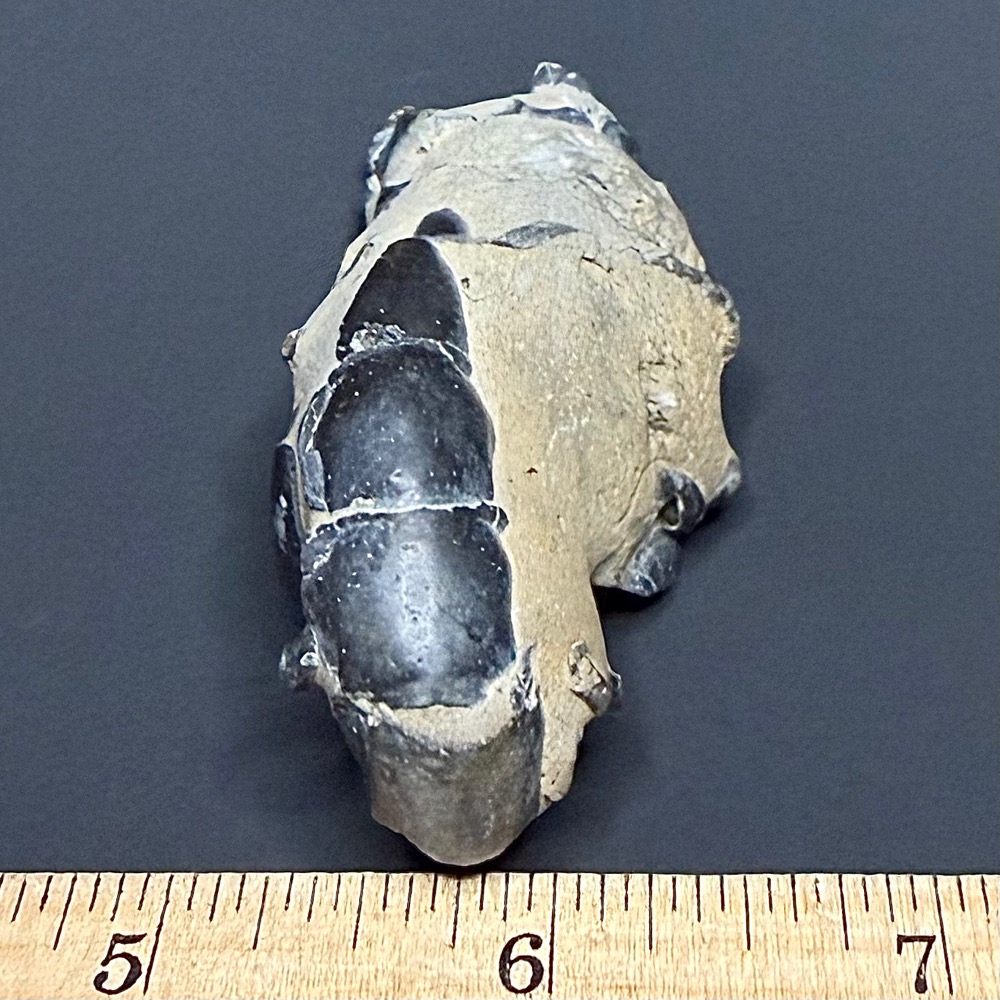 FO115 Fossil Mangrove Lobster - Image 4