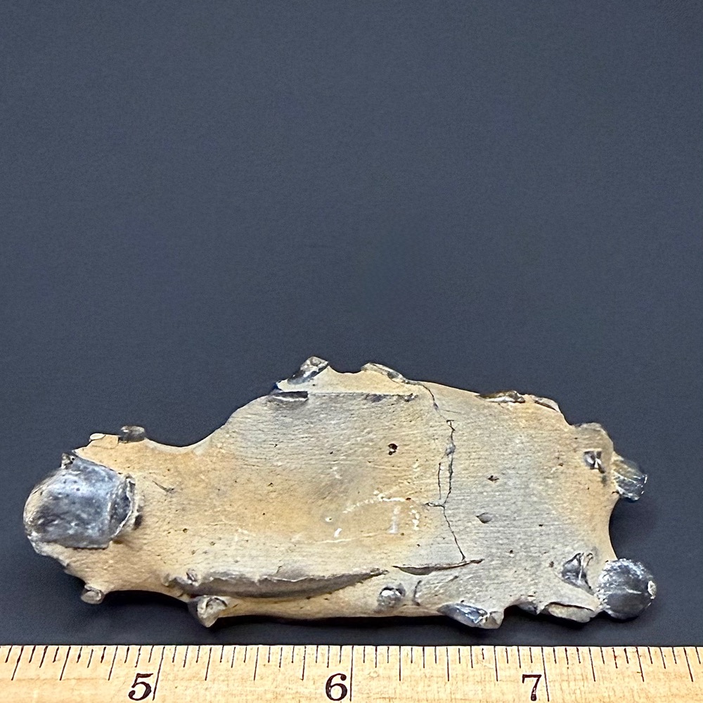 FO115 Fossil Mangrove Lobster - Image 5