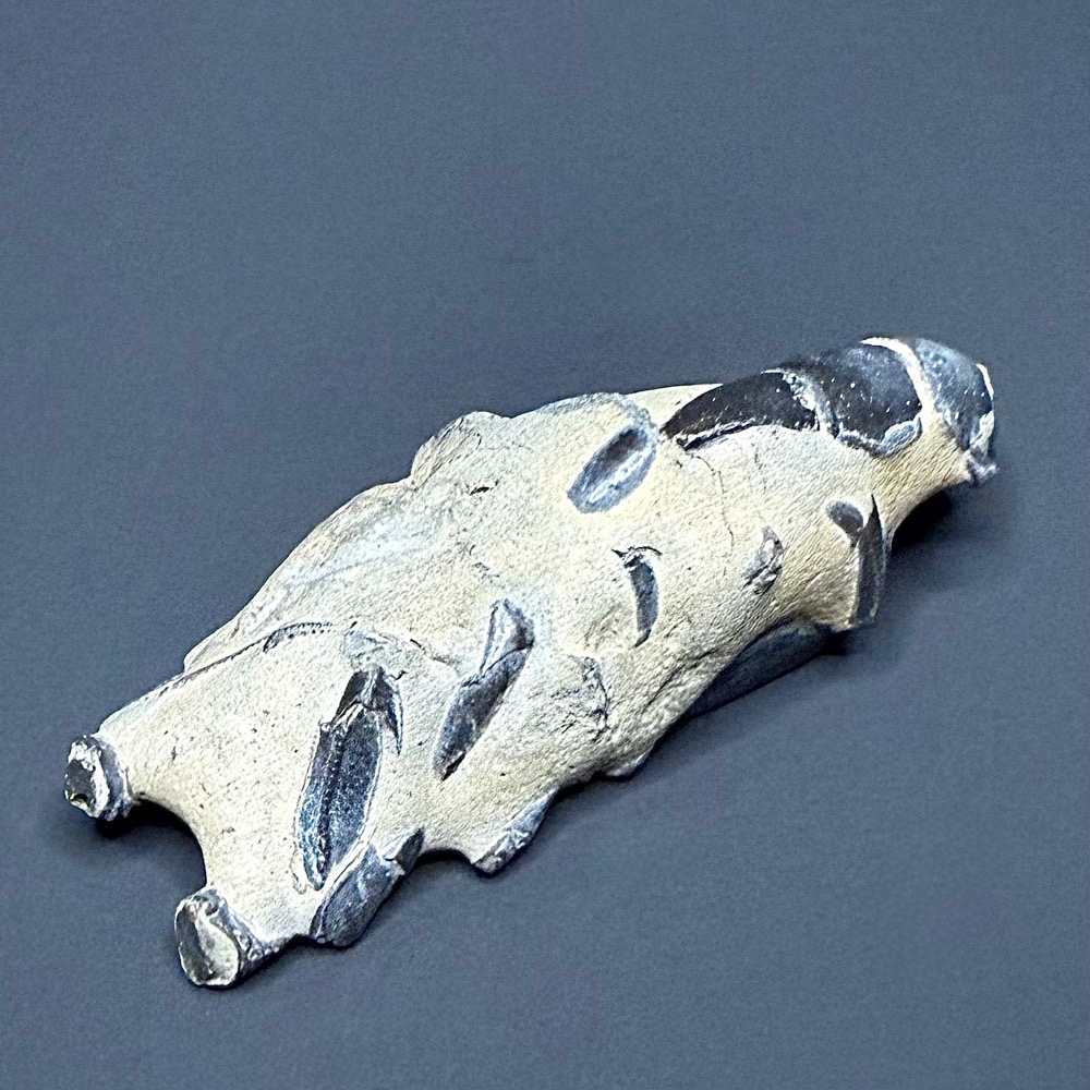FO115 Fossil Mangrove Lobster