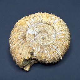 FO311 Pavlovia Ammonite