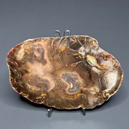 FO411 Petrified Wood