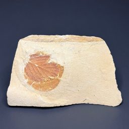 FO420 Fossilized Leaf