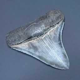 FO530 Megalodon Fossil Tooth